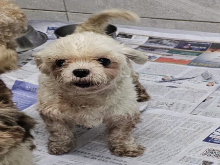 원주시동물보호센터_442419202400674